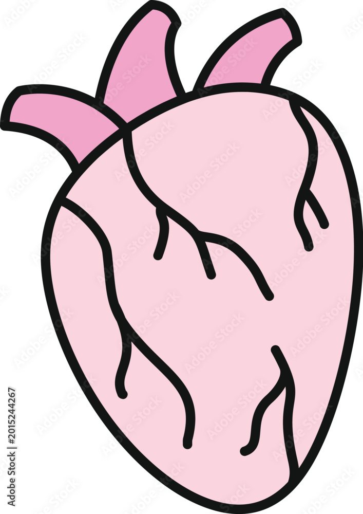 Obraz premium Anatomical human heart showing veins and arteries, illustrating cardiology and well being