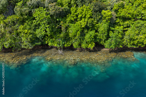 Fotografija Healthy corals compete for space to grow on a fringing reef in Palau's southern lagoon