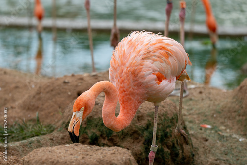 Foto Pink flamingo bends down to peck at ground