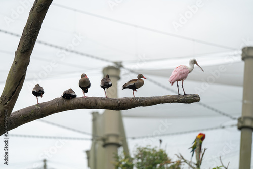 Fotografía Pink spoonbill perches on a tree branch