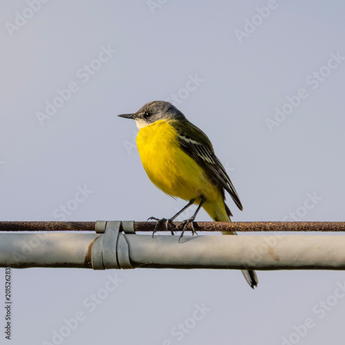 Fotografie Western yellow wagtail (Motacilla flava).