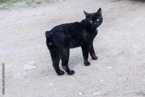 Photography Black stray cat without tail standing on dirt path