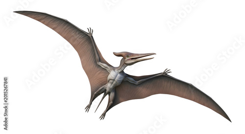 Pterodactyl flying with wings spread against white background
