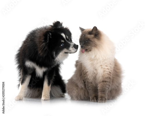 Fotografia siberian cat and pomsky in studio
