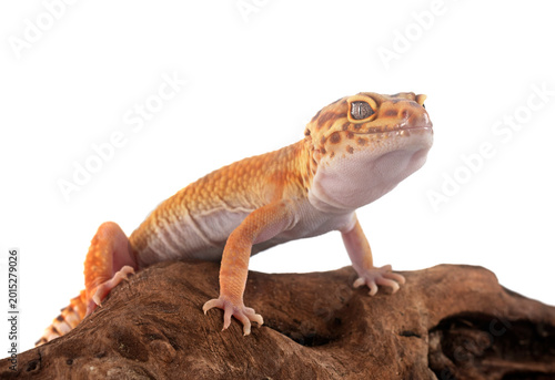 Konstfotografi Leopard gecko in studio
