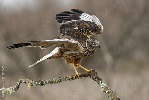 Foto Western marsh harrier landing on a branch