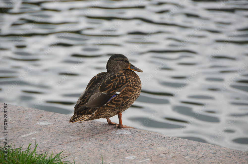 Fototapeta premium Female mallard duck standing on stone by rippled water