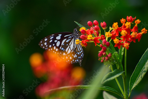 A blue tiger butterfly sips nectar from vivid red tropical milkweed blossoms in a thriving natural setting. Its colorful wings stand out strikingly against the lush blooms