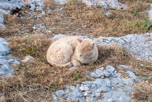 GATTO DELL'ACROPOLI DI ATENE