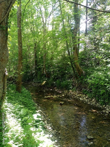 Wäldchen in Starnberg, bei München