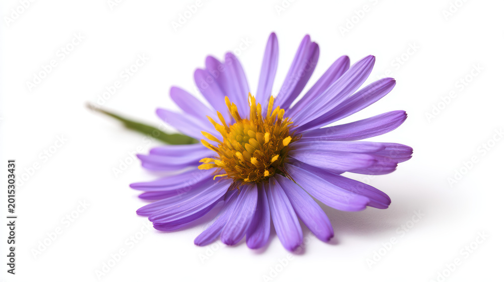 Obraz premium high fidelity purple aster flower with yellow center