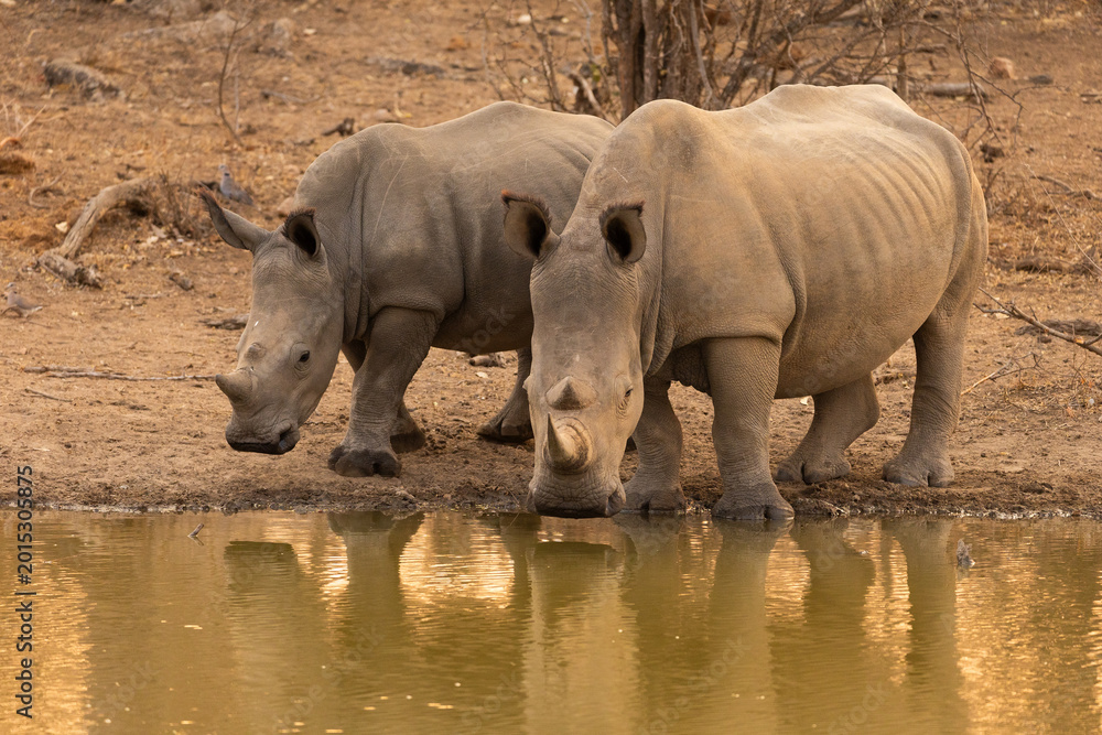Fototapeta premium Southern White Rhinos or Rhinoceros drinking at a Waterhole at sunset in Kruger National Park in South Africa