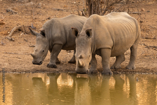 Tableau sur toile Southern White Rhinos or Rhinoceros drinking at a Waterhole at sunset in Kruger
