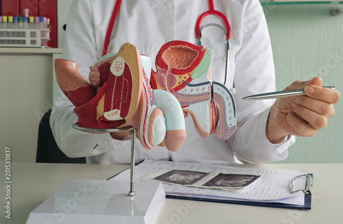 Konstfotografi Medical professional explains human anatomy with a model of reproductive organs