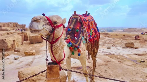 Beautiful saddled camel waiting for tourists in the desert near the pyramids of giza. Tied up, waiting for tourists. Concept of animal abuse