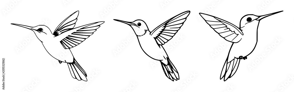 Fototapeta premium Hummingbird set with stylized black line art depiction of flight featuring hummingbird, bird, wing, motion with illustration and vector