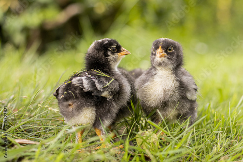 newborn chicks, black and white