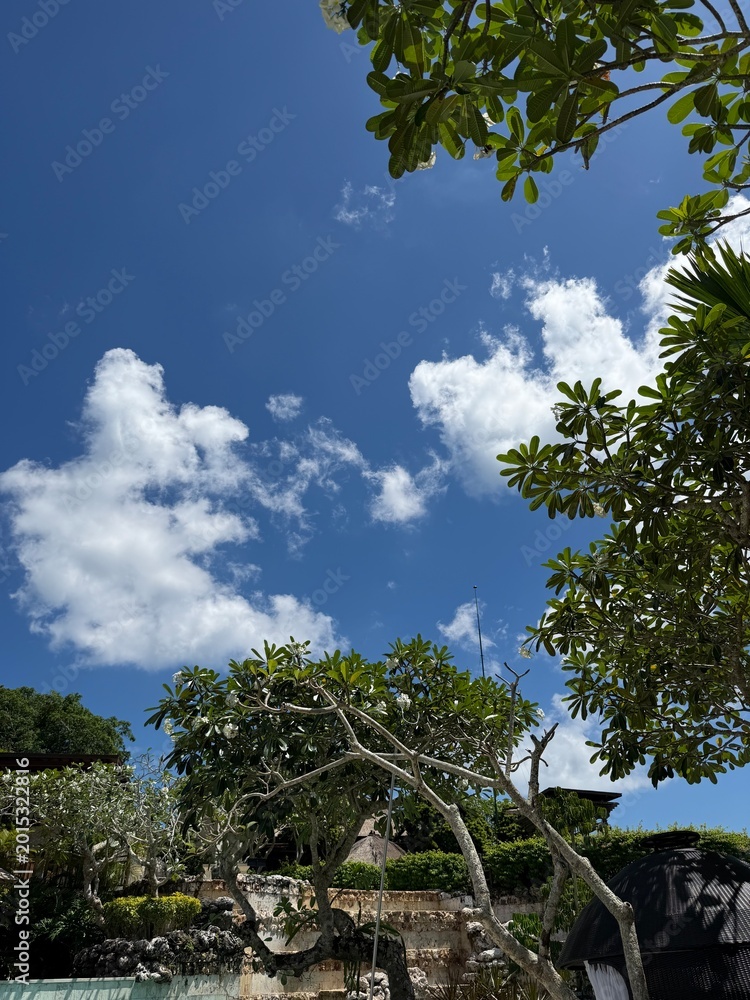Fototapeta premium trees and sky