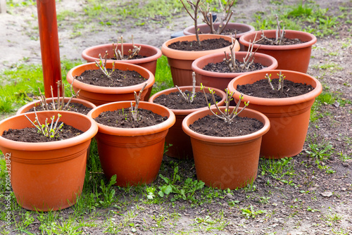 Obraz na płótnie Clusters of terracotta pots filled with fresh soil and budding plants basking in