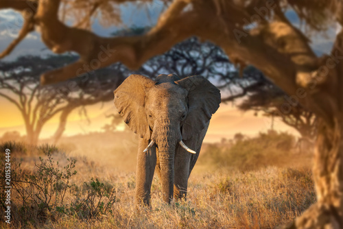 Photos Kenya, Africa, Safari tourism, African elephant stands in golden Kenyan savanna