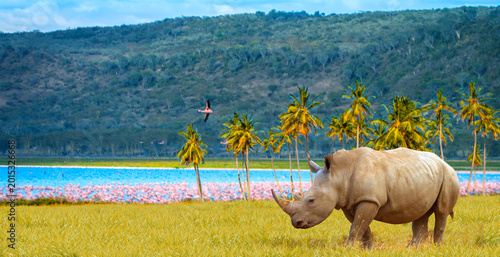 Photography Wildlife tourism, white rhinoceros grazes near Lake Nakuru in Kenya with flaming