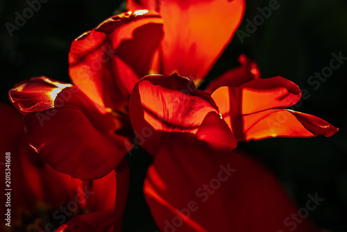 Red tulip petals on a black background backlit, in a low key photo. Petal pattern. Flowers in the interior. Red on black. Beauty in nature. Flower photography. Red Tulips in Dramatic Low Key Lighting.