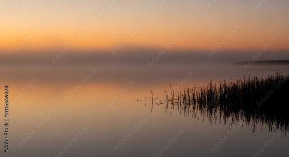 Fototapeta premium Flock of birds flying over misty lake at sunrise with reeds in foreground