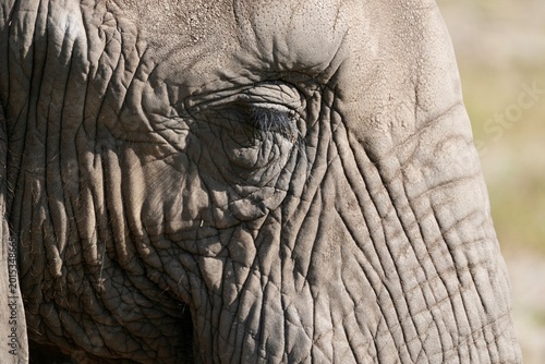 Foto A close up of an elephants eye