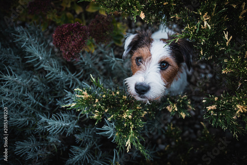 Foto Close-up portrait of an active Parson Russell Terrier dog outdoors with bokeh ba