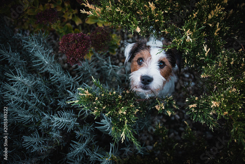 Obraz na płótnie Close-up portrait of an active Parson Russell Terrier dog outdoors with bokeh ba
