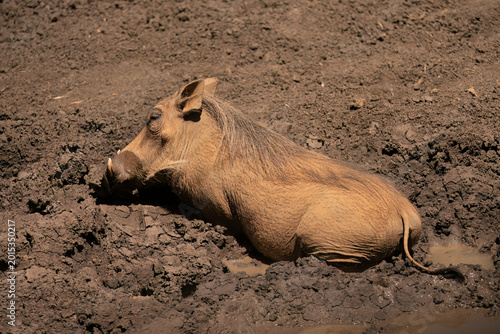 Warthog ( Phacochoerus Africanus) Pilanesberg Nature Reserve, South Africa