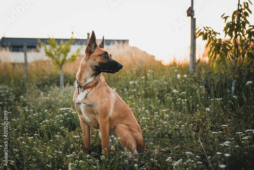 Athletic Belgian Malinois dog in action, focused working dog portrait with blurred background