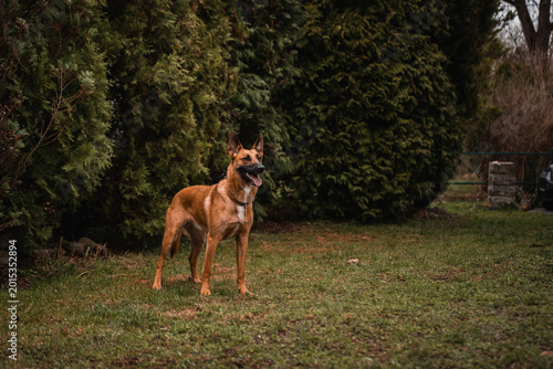 Athletic Belgian Malinois dog in action, focused working dog portrait with blurred background