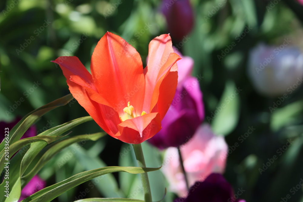 Obraz premium Sweden. Tulipa greigii, (Greig's tulip) is a species of tulip native to Central Asia and Iran.