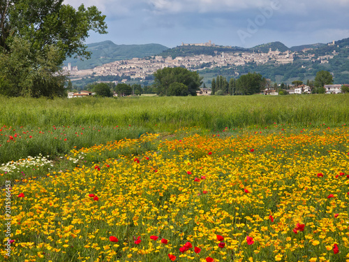 Bilde på lerret Panoramic View of Assisi Skyline with Colorful Field of California Poppies in Bl