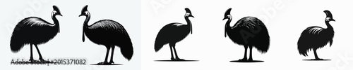 Obraz na płótnie Cassowary Silhouette Vector Illustration