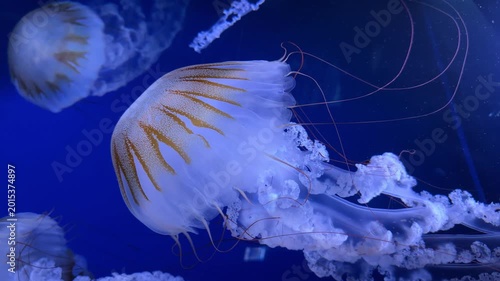 Jelly Fish at city aquarium with blue light. Closeup. 4K