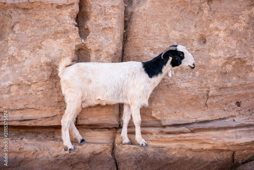 Ein schwarzweißer Steinbock bzw eine Bergziege steht auf einem schmalen Felsvorsprung an einer Felswand in den Bergen nahe der Felsenstadt Petra in Jordanien
