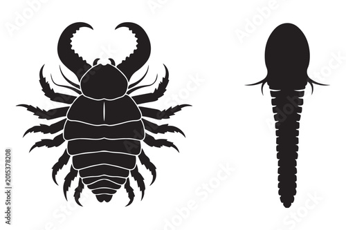 Canvastavla Scorpion insect and tadpole arthropod and amphibian stages scorpion arthropod