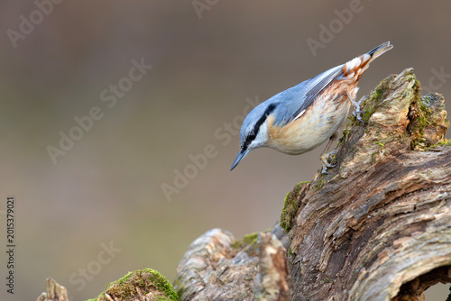 kowalik (Sitta europaea)