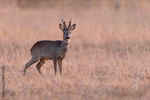 Sarna (Capreolus capreolus)