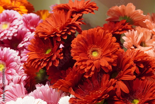 Принти на полотні Colorful red gerbera flowers sold in a plant fair in Attica, Greece