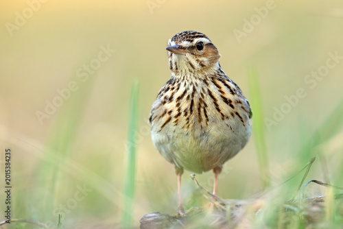 Bild auf Leinwand Lerka, skowronek borowy (Lullula arborea)
