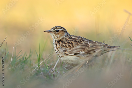 Tableau sur toile Lerka, skowronek borowy (Lullula arborea)