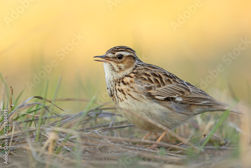 Foto Lerka, skowronek borowy (Lullula arborea)