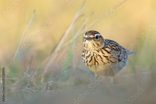 Tableau sur toile Lerka, skowronek borowy (Lullula arborea)