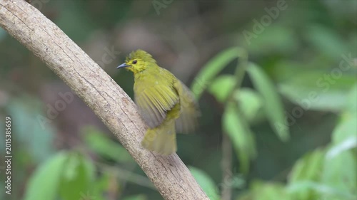 Video of Yellow browed Bulbul bird perches calmly on a weathered branch and watching around. Soft green background blurs, highlighting the bird's vivid hue. Tiny black beak contrasts with its bright p