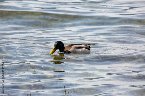Papere Lido Ascona