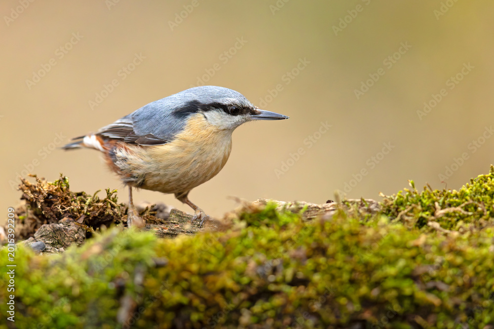 Obraz premium kowalik (Sitta europaea) 