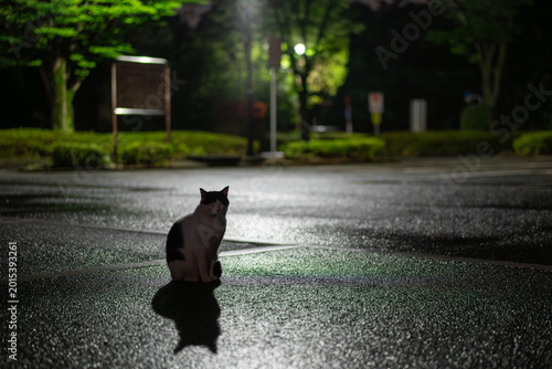 夜の雨上がり、佇む猫